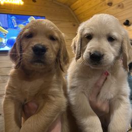 Golden Retriever Puppies from Apple Country Retrievers