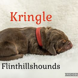 Kringle - Liver and tan male Bloodhound puppy in Wamego, Kansas from Flint Hills Hounds