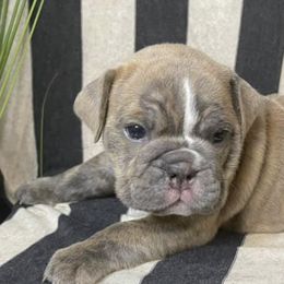 Bulldogs from Mason Dixon Bulldogs