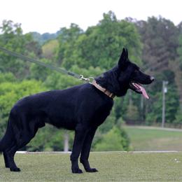 Kobe - Black male German Shepherd puppy in Cumming, Georgia from Cainedelup