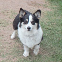 Lois - Pembroke Welsh Corgi