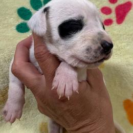 Moan - White and black female Dalmatian puppy in Newfoundland, Pennsylvania from Poconopaws