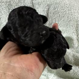 Girl 1 - Black female Poodle puppy in Rockvale, Tennessee from Cosmic Chinese Cresteds & Wind-Echo Poodles