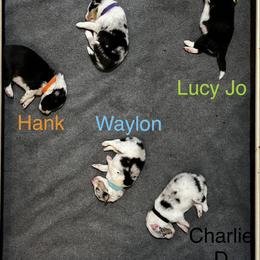 Waylon - Blue merle white and tan male Shetland Sheepdog puppy in Bowling Green, Kentucky from Southern Charm Sheltie Farm