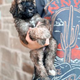 Poodle Puppies from Woofadoodles