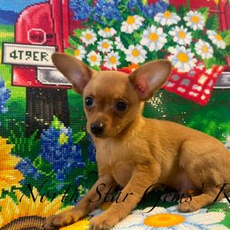 North Star Gems' Rolo - Red male Prague Ratter puppy in Seward, Alaska from North Star Gem’s Prague Ratters