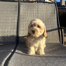 Nicolas - Buff male Cockapoo puppy in Mobile, Alabama from Ace of Spades Yorkies