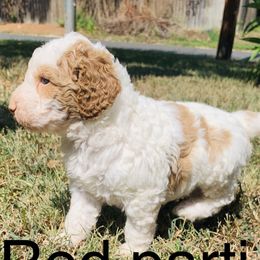 Goldendoodle and Sheepadoodle Puppies from Paw City Doodles