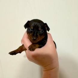 Marley - Black and rust female Miniature Pinscher puppy in Eatonton, Georgia from TNT Puppies