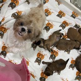 Maltese and Shih Tzu Puppies from BayView Pups