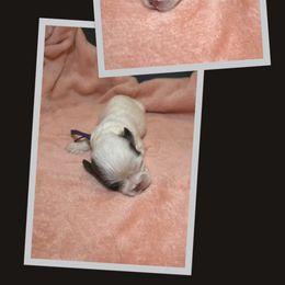 Shih Tzu Puppies from Ren