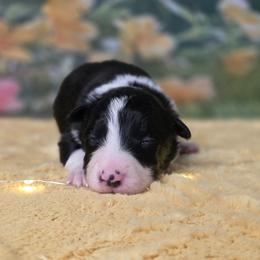 Titan - Black and white male Border Collie puppy in Avilla, Indiana from Borderline Kennels