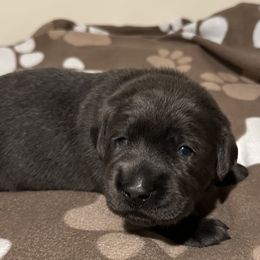 Mr Blue - Charcoal Dilute Retriever puppy in Evart, Michigan from Irby Acres Labs