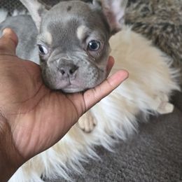 Blue-tri Girl 1 - Tricolors female French Bulldog puppy in Charlotte, North Carolina from FrenchKiss Frenchies