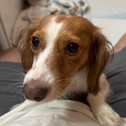 Peanut Butter - Dachshund