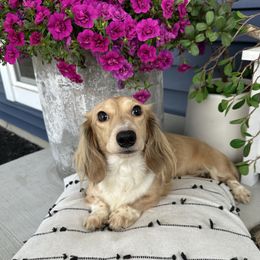 Toffee - Dachshund