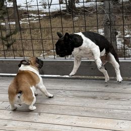 French Bulldogs from Frenchie Loves