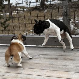 French Bulldogs from Frenchie Loves