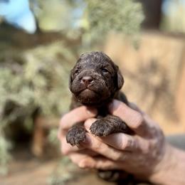 Libra - Chocolate female Goldendoodle puppy in Pollock Pines, California from Penny Lane’s Doodles