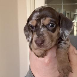 Snake Bite Girl - Dapple female Dachshund puppy in Guthrie, Oklahoma from Kingdom Mini Dashchunds