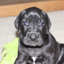 Great Dane Puppies from Dunn Right Ranch