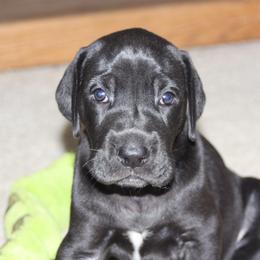 Great Dane Puppies from Dunn Right Ranch