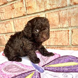 Mocha Bean - Brown female Maltipoo puppy in Hephzibah ( Richmond County ), Georgia from Healing Pawz LLC