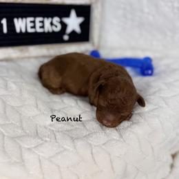 Peanut - Red  male Poodle puppy in Florida from Adorable Toy-Miniature Poodles