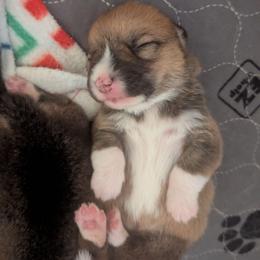Pearl - Fawn female Pembroke Welsh Corgi puppy in Beaverton, Oregon from Pordr Corgis