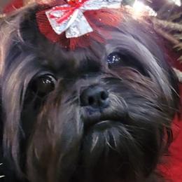 Shih Tzus from Debbie's Darling Shih Tzus