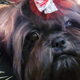 Shih Tzus from Debbie's Darling Shih Tzus