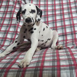 Jersey- Red HUA - White and black female Dalmatian puppy in Claremore, Oklahoma from Lotsofdots Dalmatians