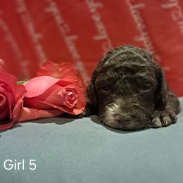 Aussiedoodle and Cockapoo Puppies from Ouachita River Cockapoos