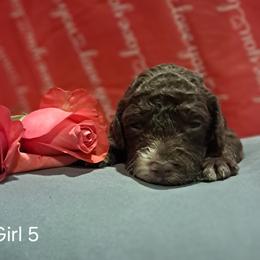 Aussiedoodle and Cockapoo Puppies from Ouachita River Cockapoos