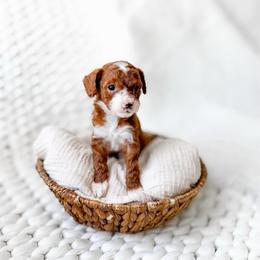 Jinu - Red  male Goldendoodle puppy in Springville, Utah from Happy Doodle