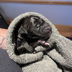 Leonberger Puppies from Invictus Leonbergers