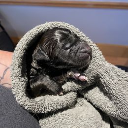 Leonberger Puppies from Invictus Leonbergers