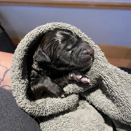 Leonberger Puppies from Invictus Leonbergers