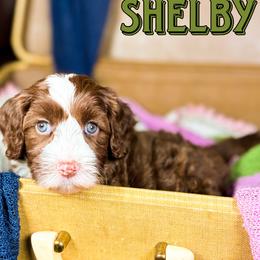 Shelby - Chocolate female Australian Labradoodle puppy in Decatur, Alabama from Southern Meadows Doodles
