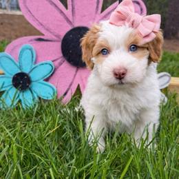 Sugar - Parti female Double Doodle puppy in Matthews, North Carolina from Weddington Labradoodles