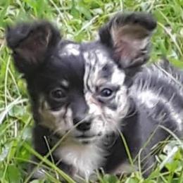 Chihuahua and Chinese Crested Puppies from Western Kentucky Chihuhua and Chinese Crested