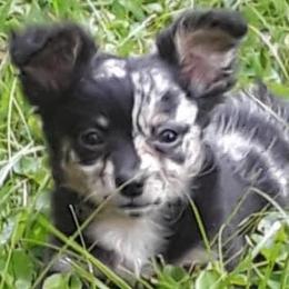 Chihuahua and Chinese Crested Puppies from Western Kentucky Chihuhua and Chinese Crested