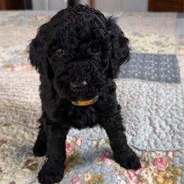 Baby Ruth - Black female Poodle puppy in St. Johnsbury, Vermont from Poodles of the Northern Woods