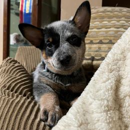 Australian Cattle Dog Puppies from Fox Hill Cattle Dogs