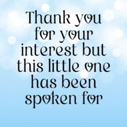 Big Boy - White male West Highland White Terrier puppy in Colorado from Busy Bee Westies