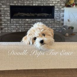 Goldendoodle, Maltipoo, and Yorkipoo Puppies from Doodle Pups Fur-Ever