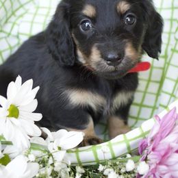 Dachshund Puppies from Dreamheart Dachshunds