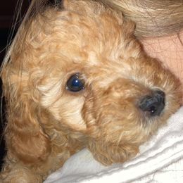Cavapoo and Poodle Puppies from Happy Tails Poods and Doods