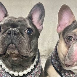 French Bulldogs from JJK9FRENCHBULLIES