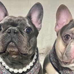 French Bulldogs from JJK9FRENCHBULLIES